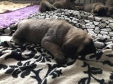 Pups 2017